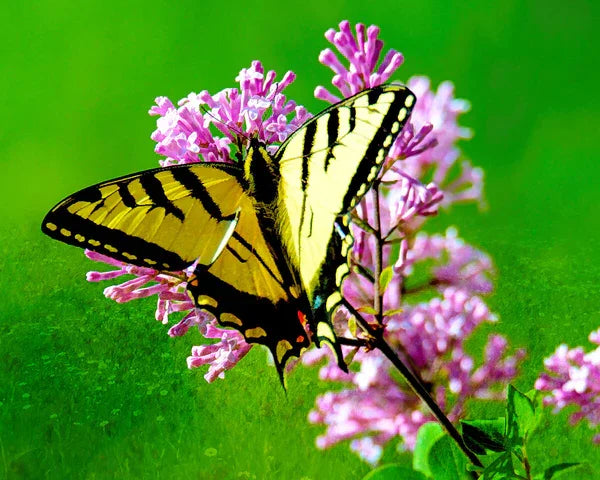 FOF Swallowtail on Pink - Stitch - Durango, Colorado Quilt & Sewing Shop
